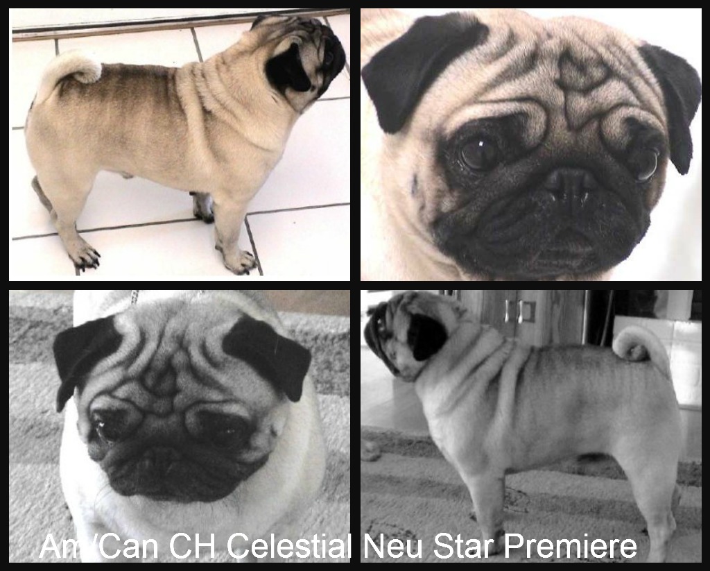 Am/Can Ch Celestial Neu Star Premiere